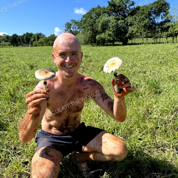 wild psilocybe cubensis in hand with green grass