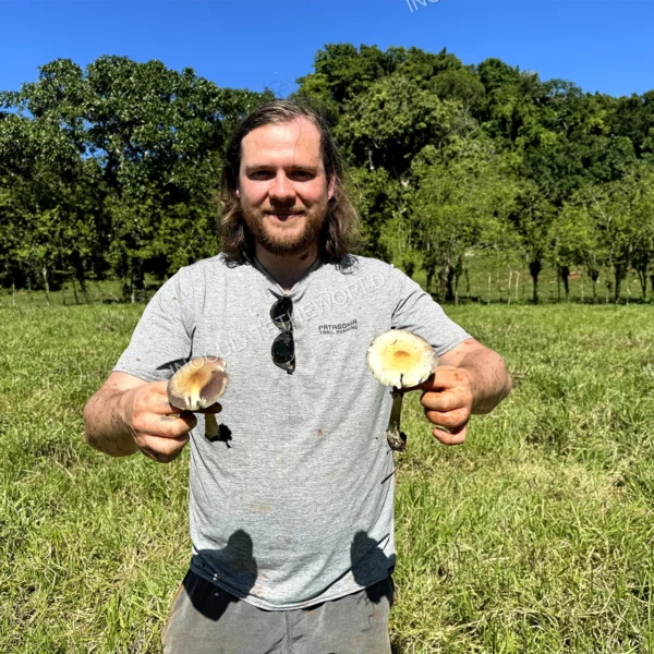 wild psilocybe cubensis in hand with green grass