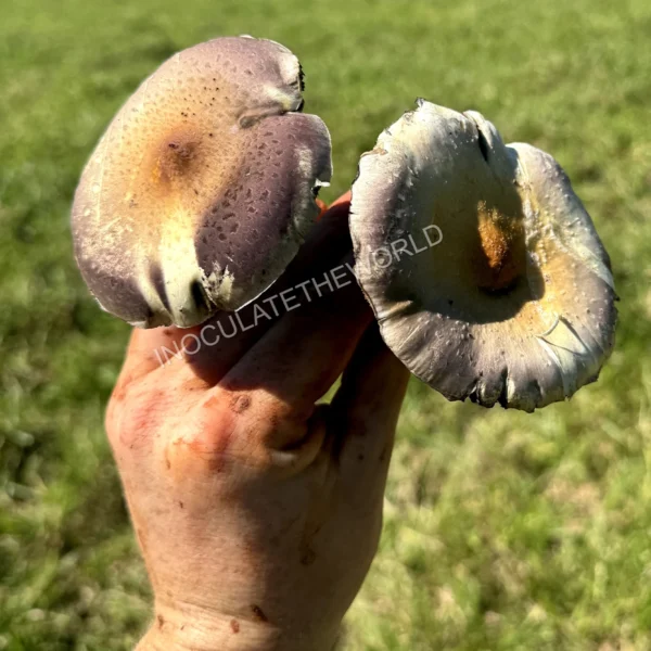 wild psilocybe cubensis in hand with green grass