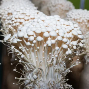 white enoki mushrooms