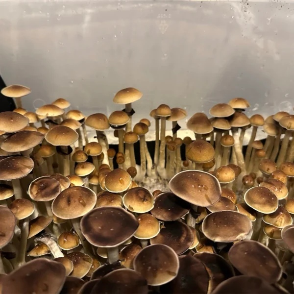 oklahoma wild mushroom spores in a tub