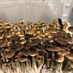 oklahoma wild mushroom spores in a tub