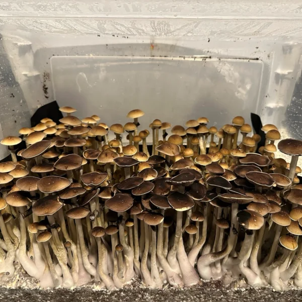 oklahoma wild mushroom spores in a tub