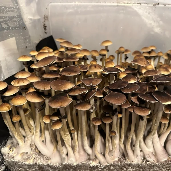 oklahoma wild mushroom spores in a tub