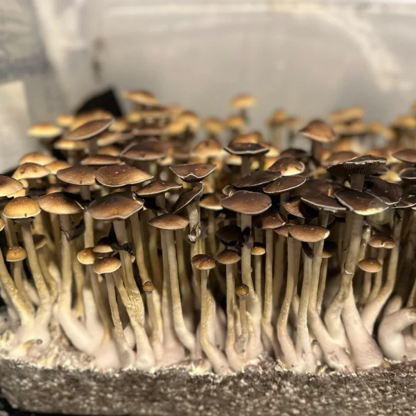 oklahoma wild mushroom spores in a tub