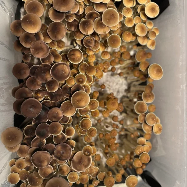 oklahoma wild mushroom spores in a tub