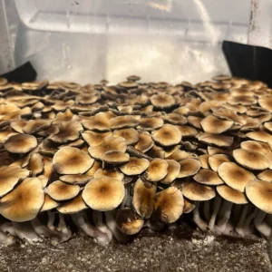 pf classic mushroom spores in a tub