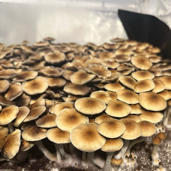 pf classic mushroom spores in a tub