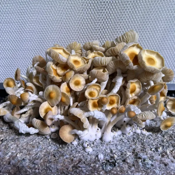 flush of acadian coast cubensis mushrooms