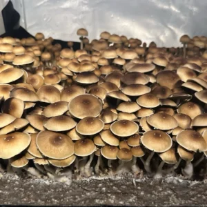 treasure coast cubensis mushroom spores in a tub