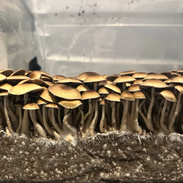 treasure coast cubensis mushroom spores in a tub