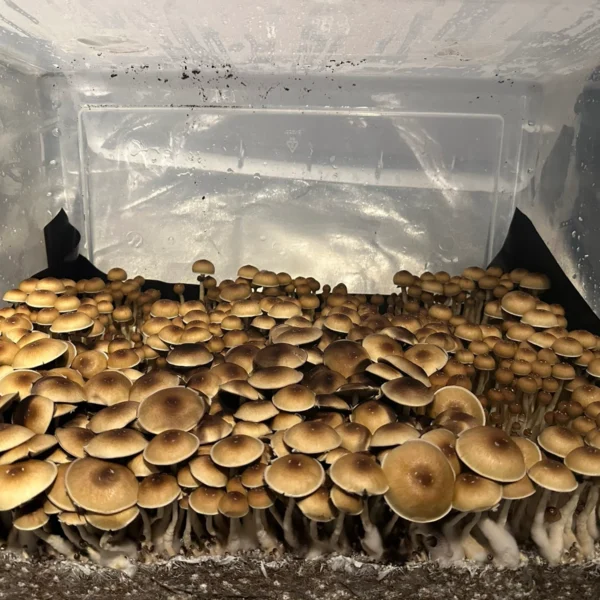 treasure coast cubensis mushroom spores in a tub