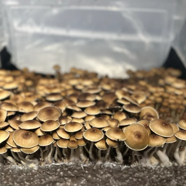 treasure coast cubensis mushroom spores in a tub