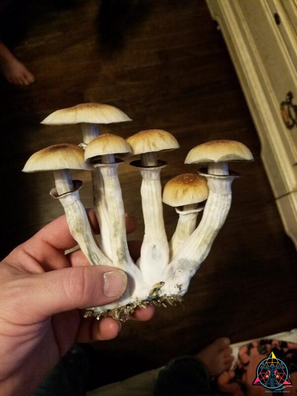 6 large Elephant Gate cubensis mushrooms clustered together and held by a hand