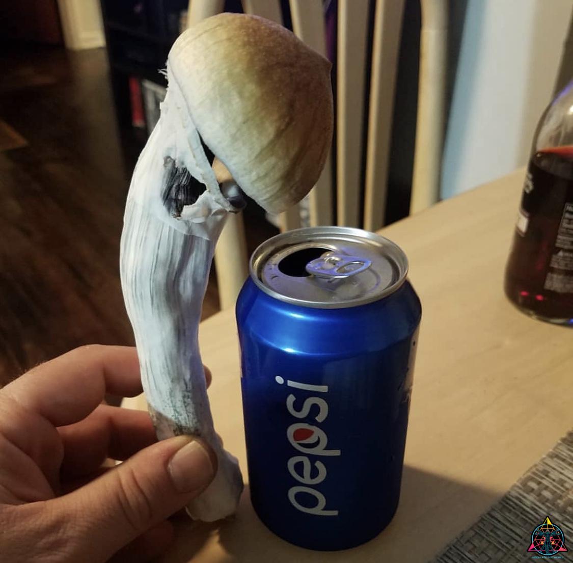 Elephant Gate Cubensis Spore Syringe - Image 8