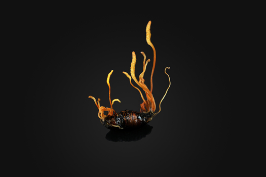 Cordyceps mushrooms growing out of an insect explaining what are cordyceps