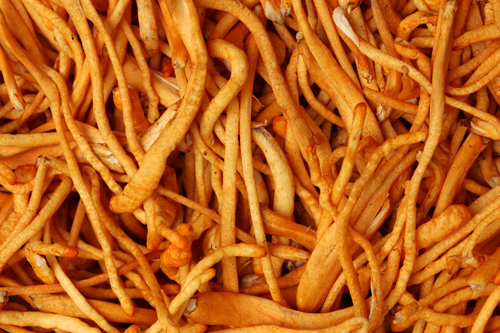 Fresh cordyceps mushrooms benefits