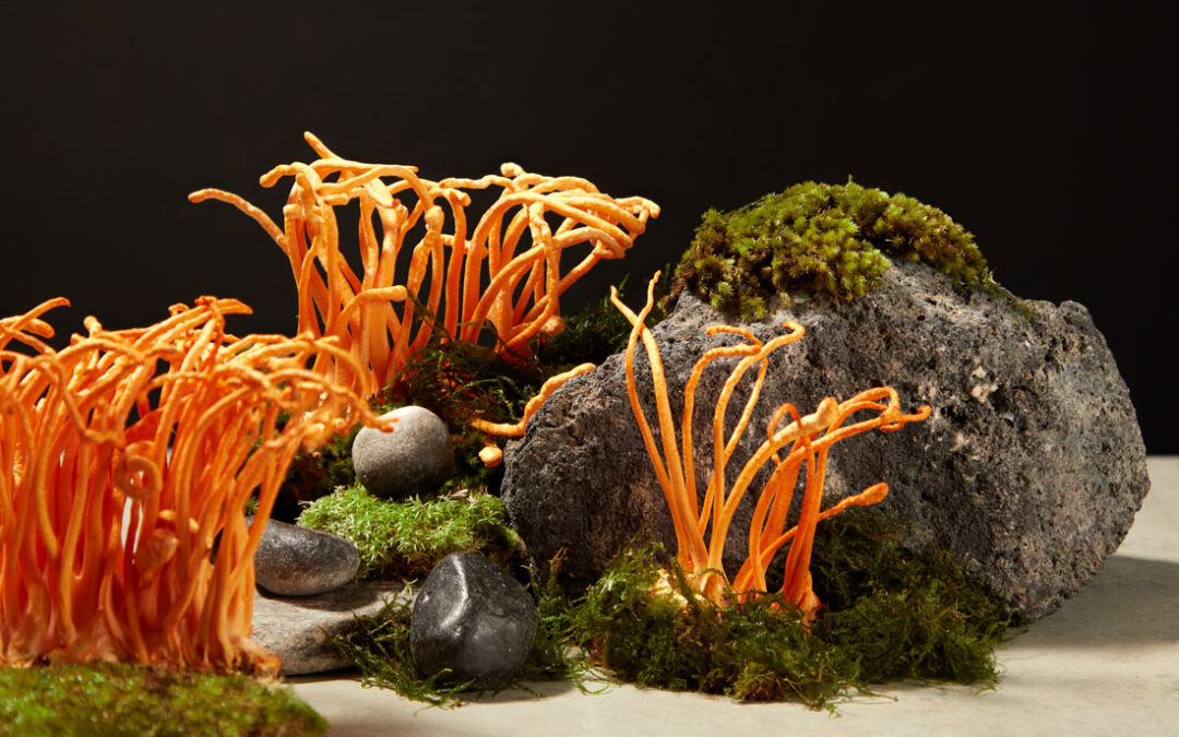 Cordyceps Benefits: A Deep Dive Into the Scientific Research