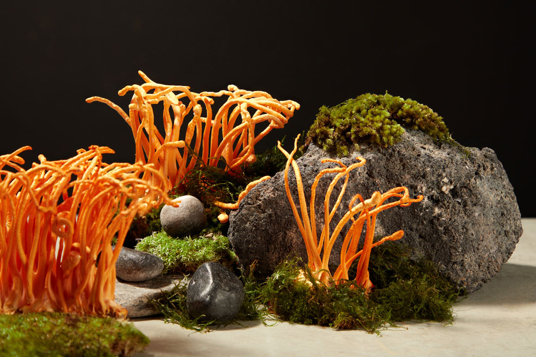 Cordyceps mushrooms staged with rocks and moss