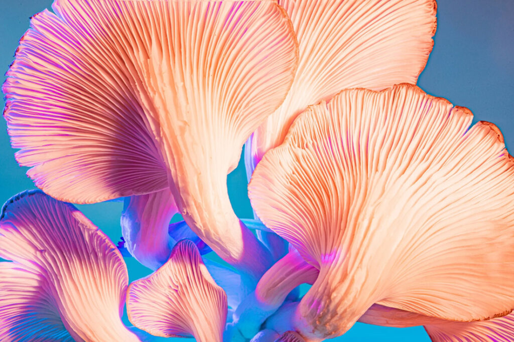 Pink Oyster mushrooms representing plastic eating fungi