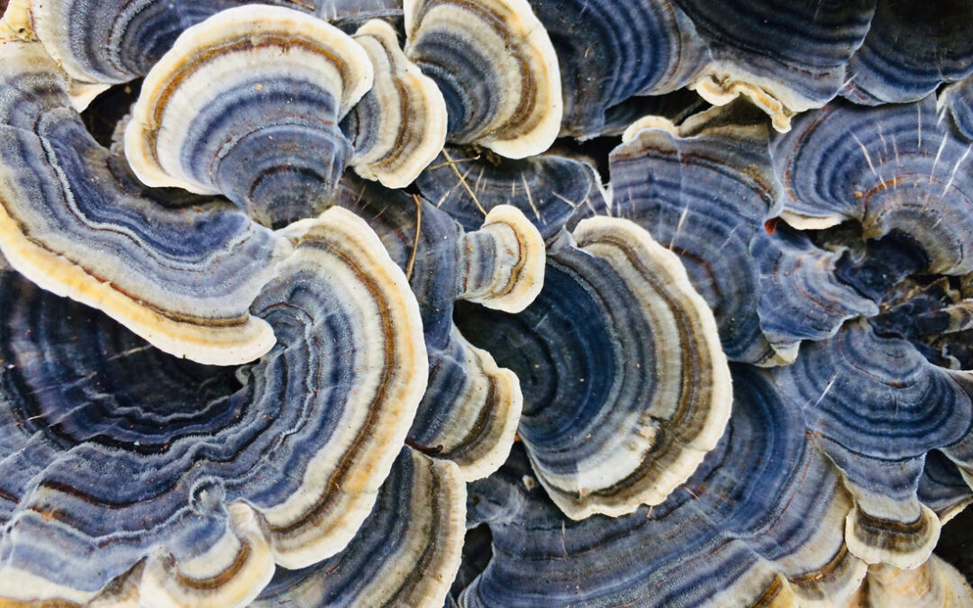 Turkey Tail Mushroom Benefits: Everything You Need to Know