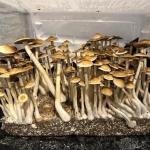 Large flush of colombian rust cubensis mushrooms in a tub