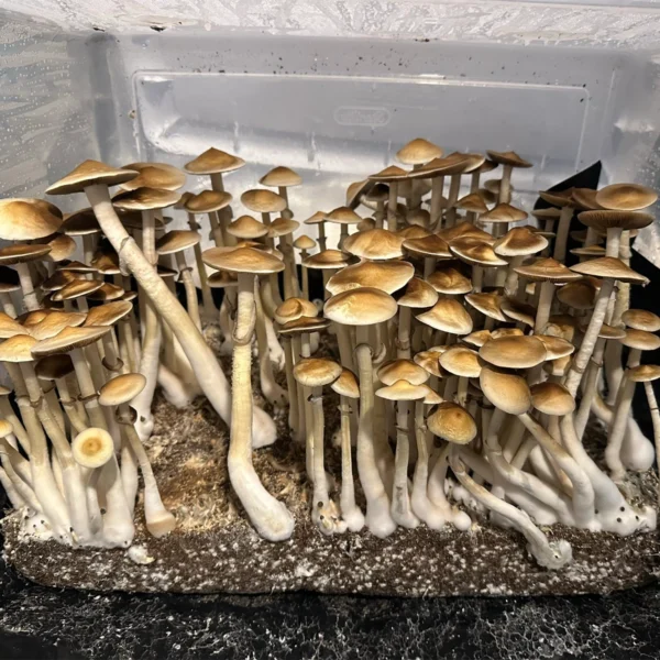 Large flush of colombian rust cubensis mushrooms in a tub