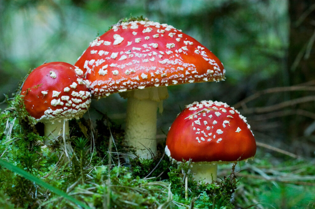 Amanita muscaria Christmas mushroom in the wild