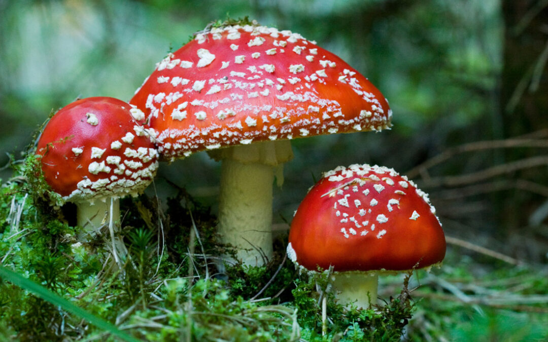 The Amanita Muscaria Christmas Legend