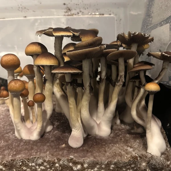 flush of debary cubensis mushrooms