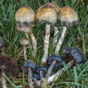 flush of psilocybe baeocystis mushrooms in grass