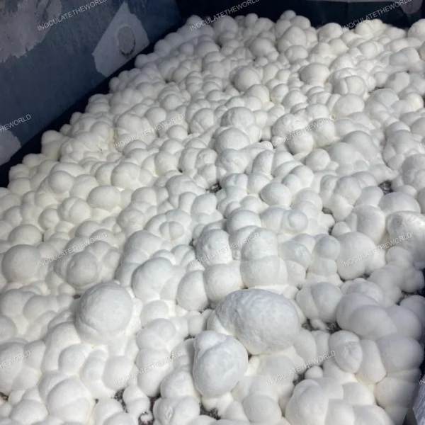 itw snowball cubensis mushrooms in a tub