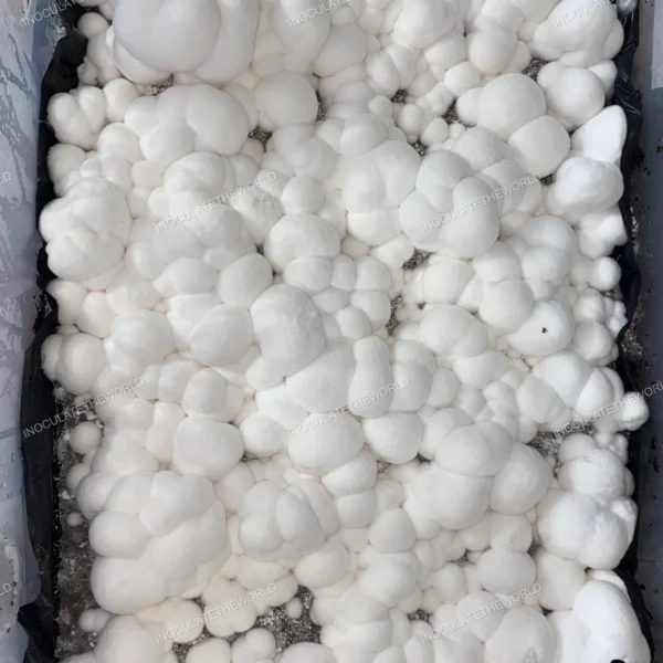 itw snowball cubensis mushrooms in a tub