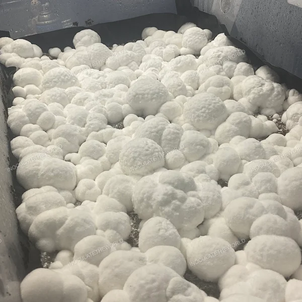 itw snowball cubensis mushrooms in a tub