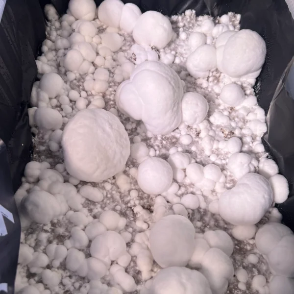 itw snowball cubensis mushrooms in a tub