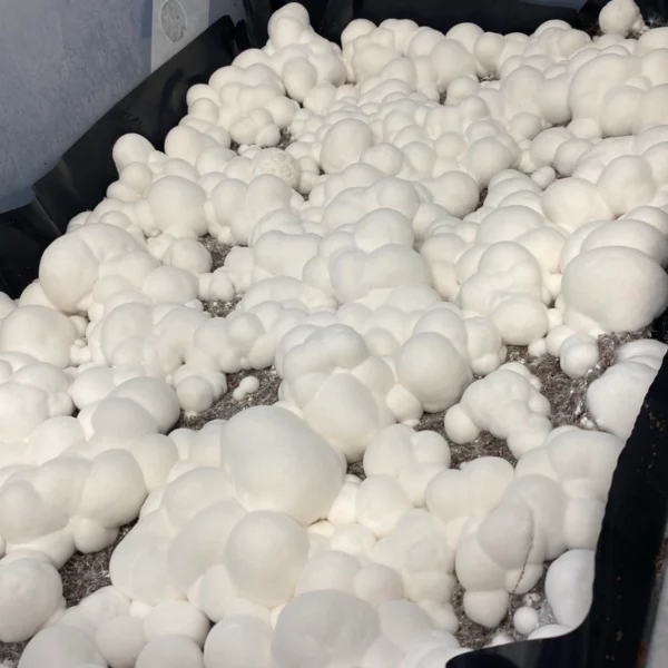 itw snowball cubensis mushrooms in a tub