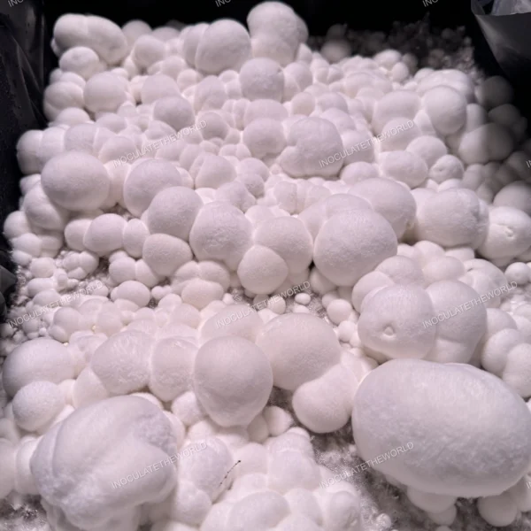 itw snowball cubensis mushrooms in a tub