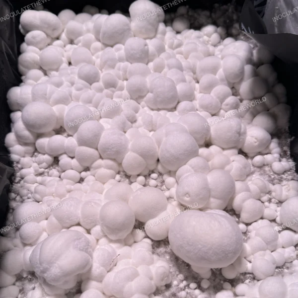 itw snowball cubensis mushrooms in a tub