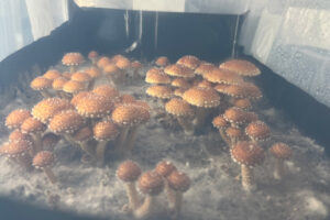 Chestnut mushrooms growing in a monotub