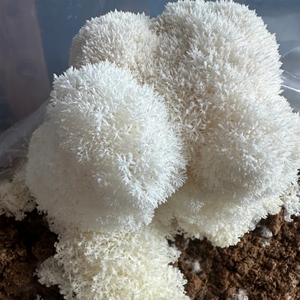 Hericium Abietis “Conifer Coral” mushroom in brown substrate