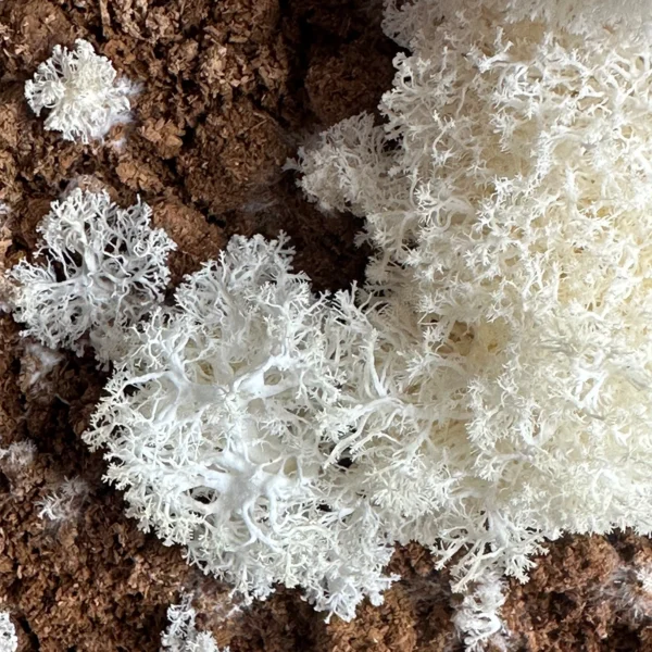 Hericium Abietis “Conifer Coral” mushroom in brown substrate