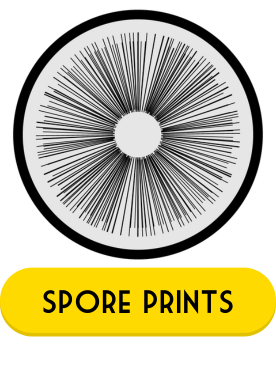 spore prints