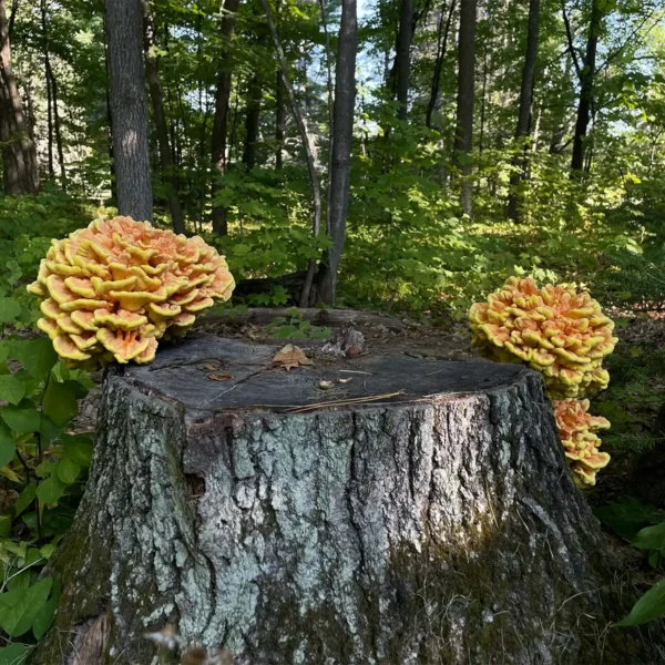 chicken of the woods mushrooms growing on log