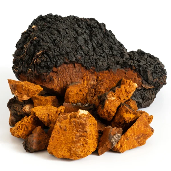 brown chaga mushroom on white backround