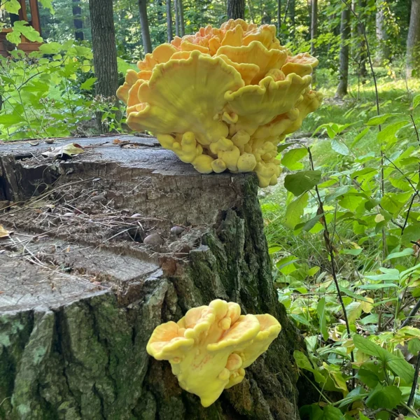 chicken of the woods mushrooms growing on log