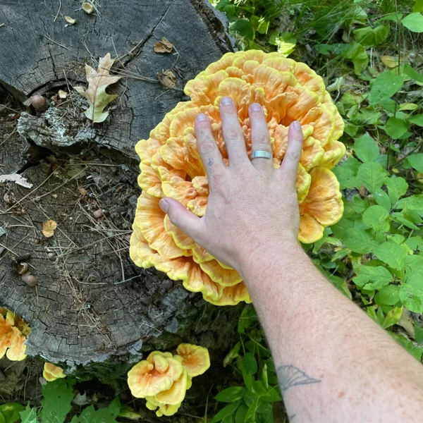 chicken of the woods mushrooms growing on log