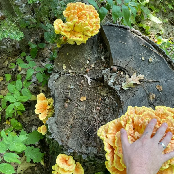 Chicken Of The Woods Liquid Culture - Image 3