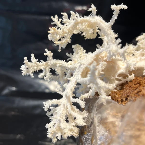hericium coralloides “Coral comb” mushroom on brown substrate