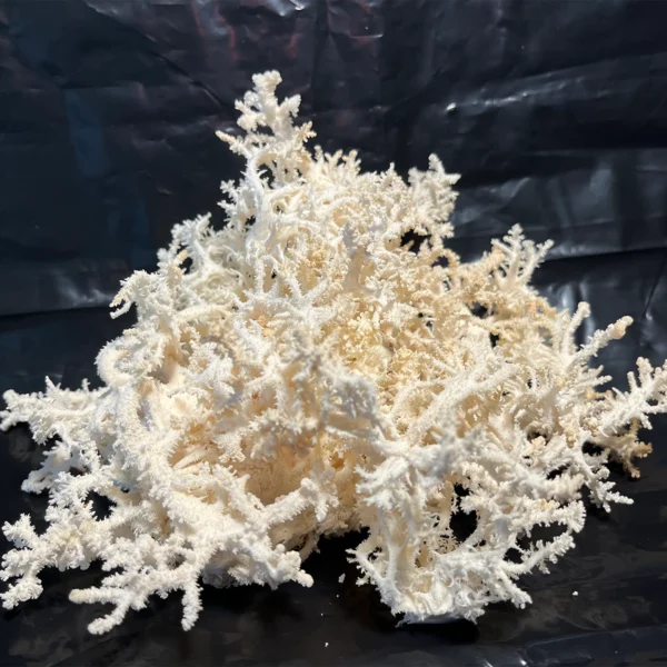 hericium coralloides “Coral comb” mushroom on black backround