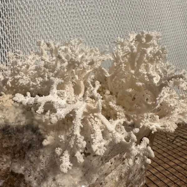 hericium coralloides “Coral comb” mushroom on brown substrate